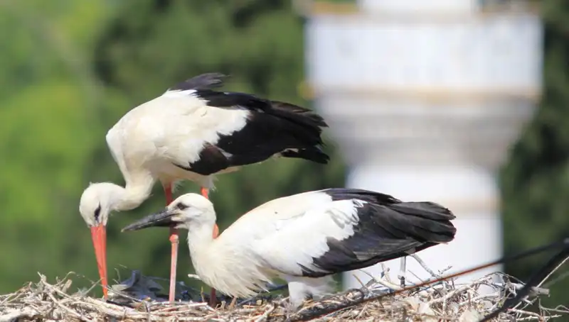 Türkiye’nin Leylek Köyü: Yaren Leylekleri Tarafından Kıskanılacak Bir Yuvalama Alanı
