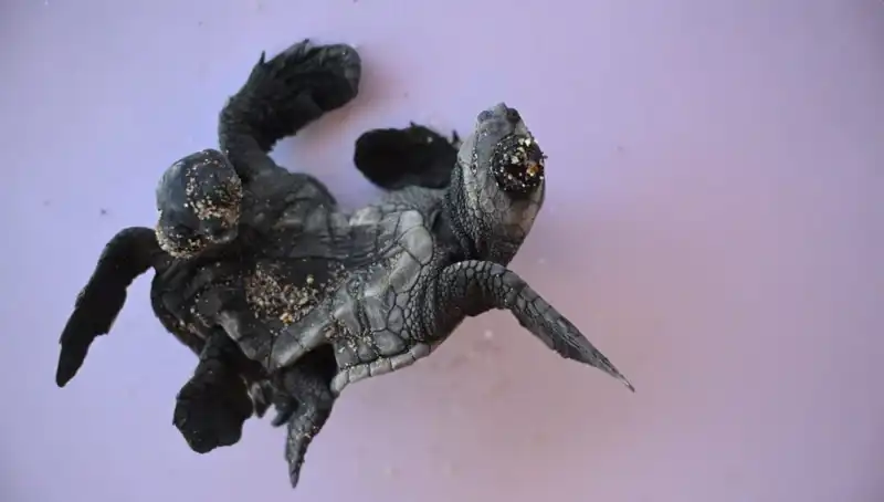 Görenleri Şaşkına Çeviren Siyam İkizi Caretta Carettalar Türkiye Kıyılarında