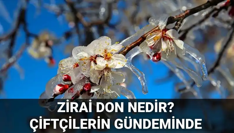 Zirai Don Tehlikesi: Çiftçileri Bekleyen Zarar ve Destek Paketleri