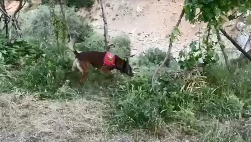 Dedektör Köpekler, Dere Kenarındaki Gizli Esrarı Ortaya Çıkardı
