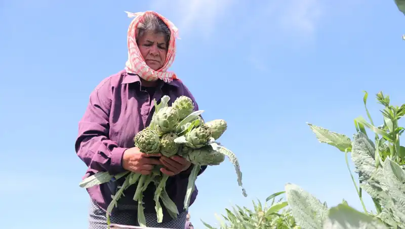 Tarladan Sofralara: Tezgahta 50 TL’lik Ürünlerin Hikayesi
