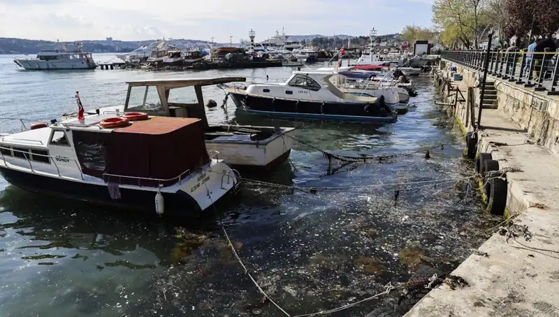İstanbul'da Müsilaj Alarmı: Denizin Soğuk Yüzü Yeniden Ortaya Çıktı