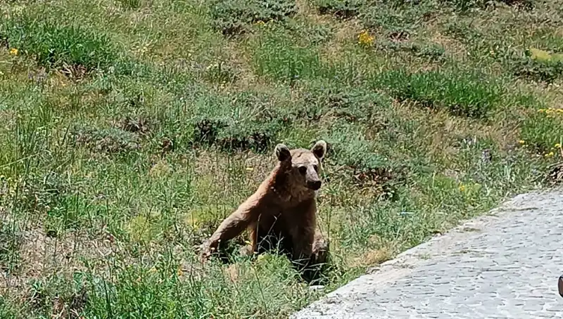 Nemrut Dağı'na Gidenlere Dikkat: Bozayı Tehlikesi!