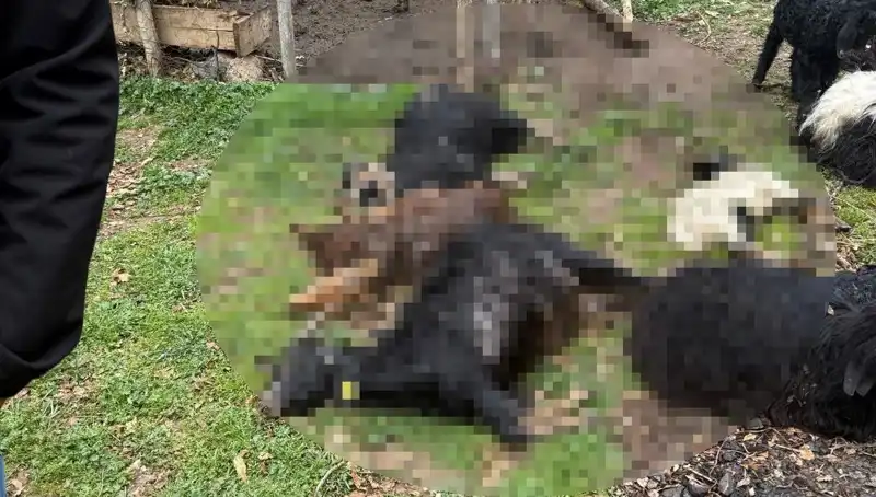 Sahipsiz Köpekler Tarafından Telef Edilen 18 Keçi Olayı