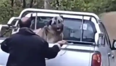 Trabzon'da Gözleri Kan Donduran Köpek Zinciri İle Dövme Olayı