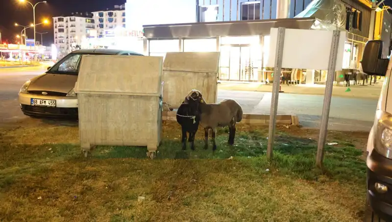 Mor Karaman Koyunları: Yolda Bırakılmış Hayvanların Dramı