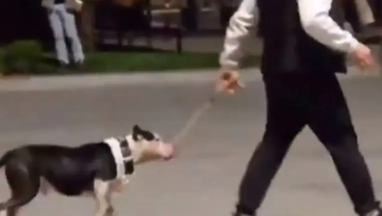 Ağızlıksız Pitbull, Başka Köpeklere Saldırdı: Sahibine Cezai İşlem Uygulandı