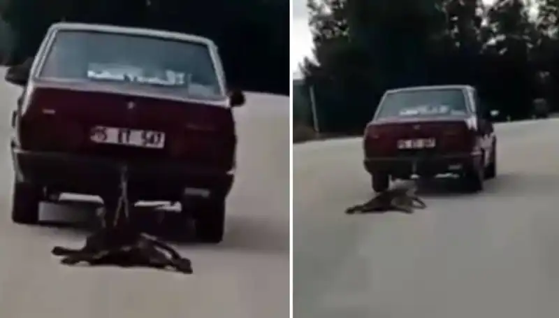 Sıcak Yaz Günü: Otomobilin Arkasına Bağlı Köpek Feci Şekilde Sürüklendi