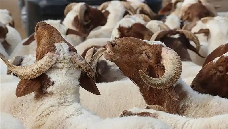 Akika Kurbanı Nedir? Kesim Zamanı ve Yenme Durumu Hakkında Bilgi