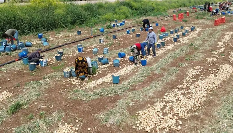 Soğan Hasadı Başladı: Fiyatlar Neden Düşmeye Yüz Tutuyor?