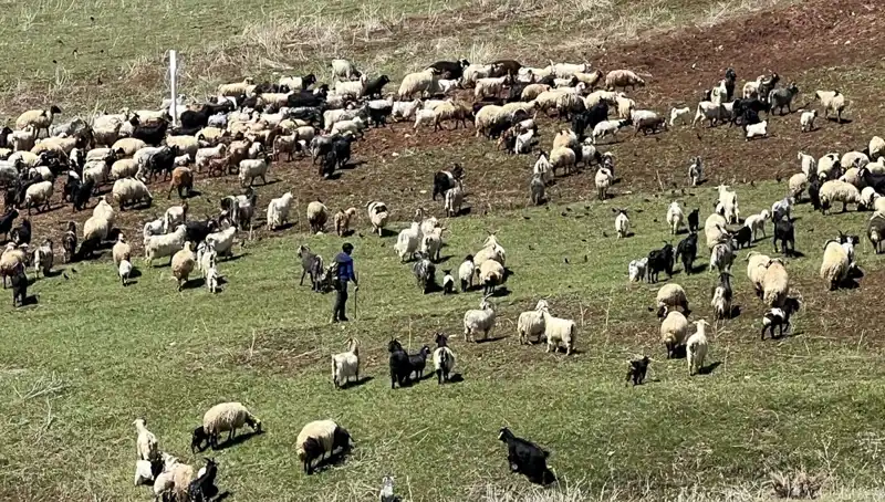 Çoban Krizi Büyüyor: Yüksek Maaşlar Yeterli Gelmiyor!
