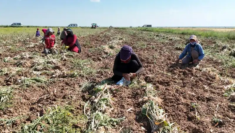 Antibiyotik Üretiminde Rekor Hasat: Rusya, Almanya ve İspanya'nın Başarısı