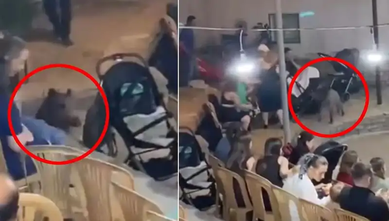 Düğün Günü Yaban Domuzu Saldırısı: Konuklar Panik İçinde Kaçıştı