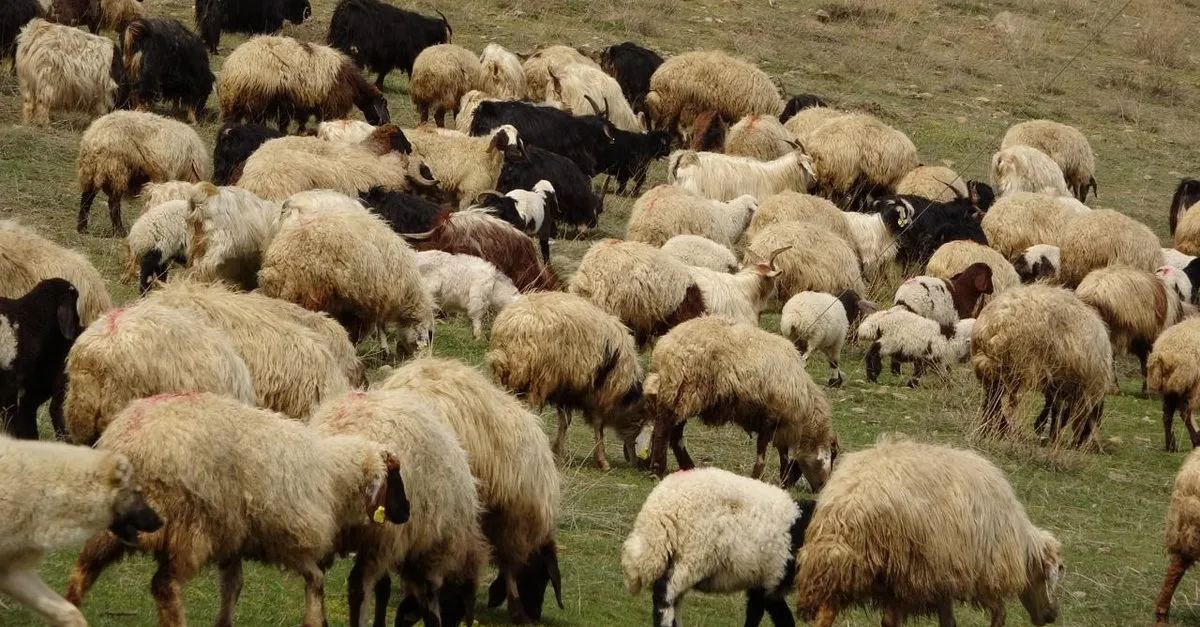 Yunanistan’da Çiçek Hastalığı Nedeniyle Koyun ve Keçilerin Nakliyesine Yasak Geldi