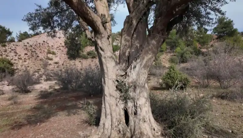 800 Yıldır Var Olmanın Gururunu Taşıyan Zeytin Ağacı Nasıl Korunuyor?