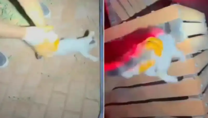 Gece Yarısı İtfaiye Ekipleri, Yüksek Ağaçta Kalan Kediyi Kurtardı