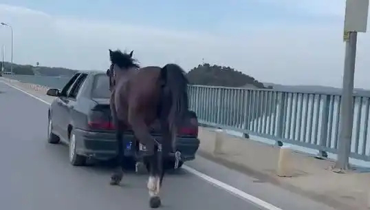 Adana'da At Eziyetine Son! Üç Kişi Tutuklandı