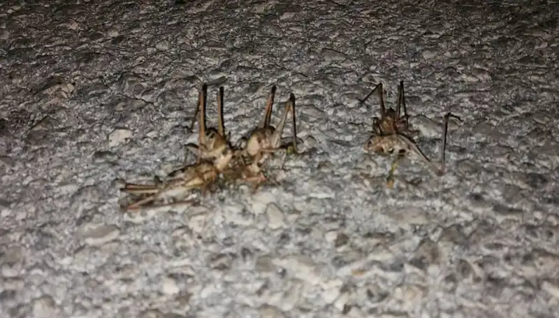 Yüzlerce Çekirge Şehrin Sokaklarını Ele Geçirdi, Halk Panik İçinde!