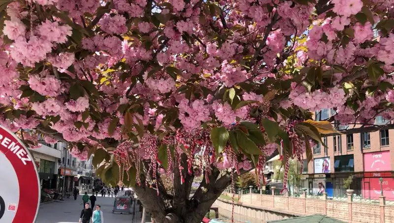 Martenitsa Geleneği: Süs Erik Ağaçları Nasıl Özel Hale Getirildi?
