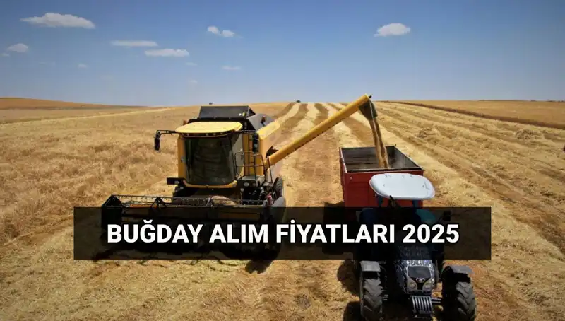 2025 Buğday Alım Ücretleri: TMO'dan Beklenen Tarihler ve Fiyatlar Açıklandı