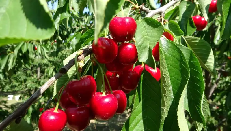 Çay Hasadı Başladı: Fındık Yağmuru Mücadelesiyle Büyüyen Çaylar