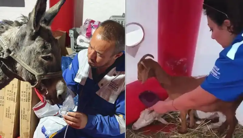 Yangın Mağduru Eşeğe Uygulanan Oksijen Maskesi Tedavisi ile Hayata Tutunma Çabası