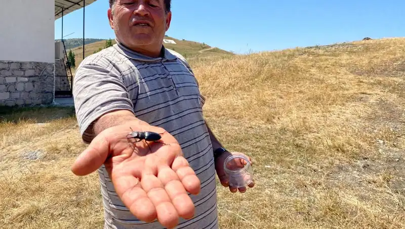 Sivas'ta Görülen Zararlı Böcek: Ölüm Cezası 557 Bin TL!