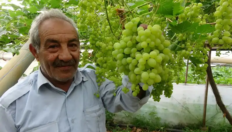 Zirai Don Tehdidi Meyve Fiyatlarını Düşürdü: İlk Ürünler 250 TL'den Satışta!
