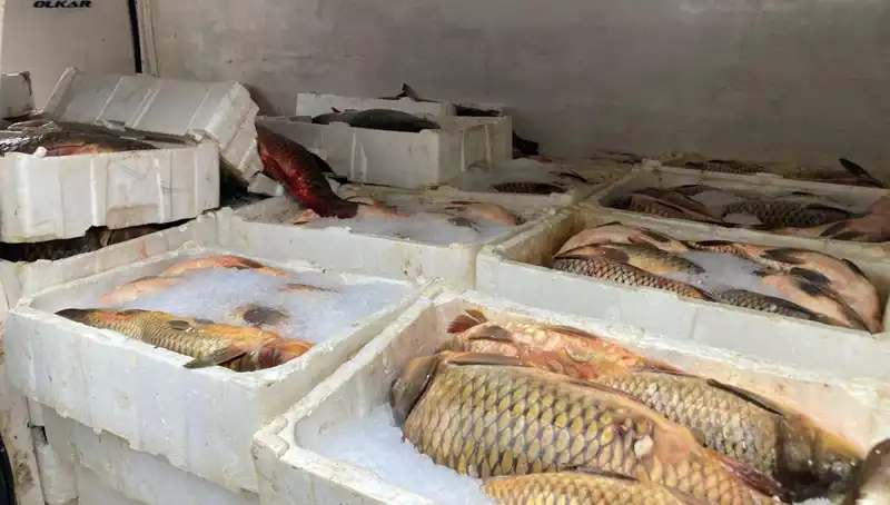 Kaçak Balık Avı Yapanlara Binlerce Lira Ceza! Cezaların Ardındaki Sebepler Neler?