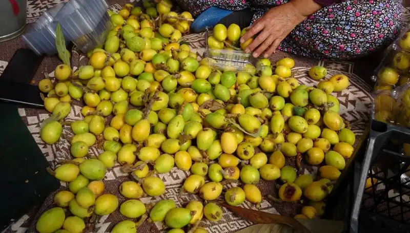 Muşmula Hasadı Başladı: Kilosu 150 TL ile Alıcı Buluyor!