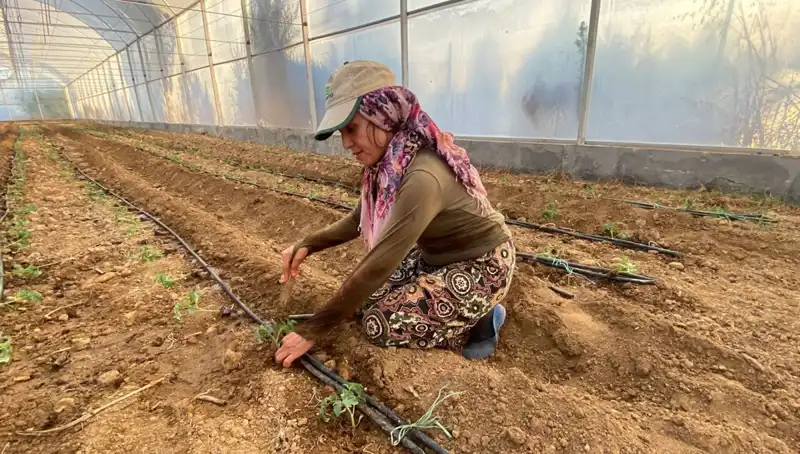Fideler Toprakla Buluştu: Genç Çiftçiler Günlük 6 Saat Çalışıyor