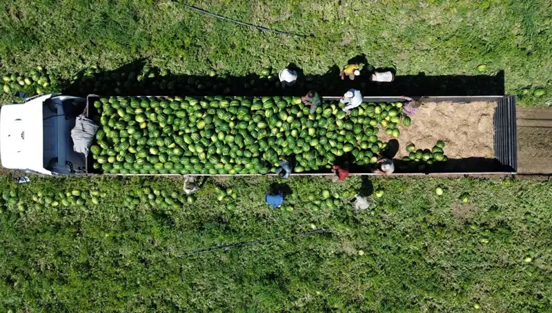 Bafra Ovası'nda 94 Bin 500 Ton Karpuz Rekoltesi Bekleniyor: Bozkırın Bereketi