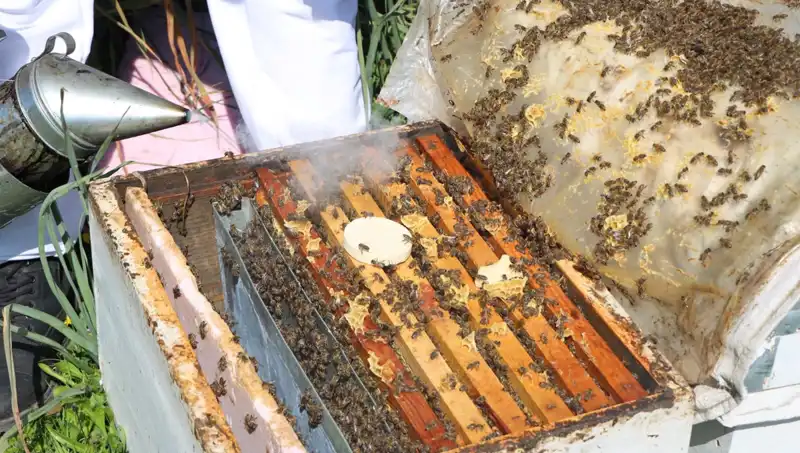 Ata Mesleği Arıcılıkta Genç Girişimci Yurt Dışından Sipariş Alıyor