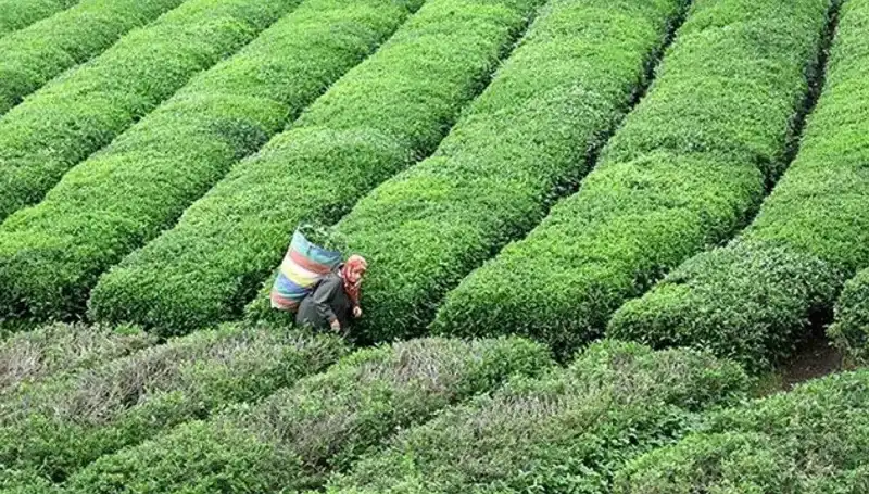 Bayramda ÇAYKUR'dan Yaş Çay Alımında Süreklilik Müjdesi