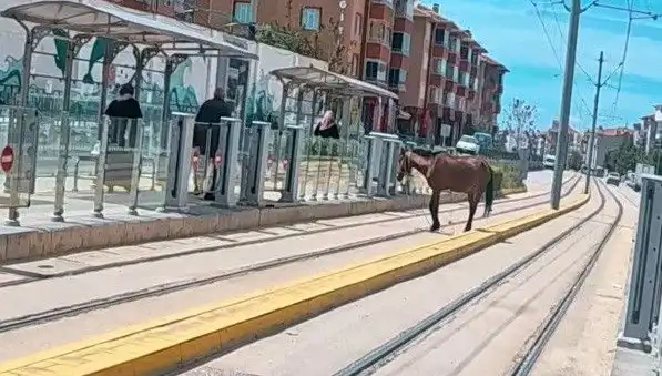 Eskişehir'de Tramvay Raylarında Başını Vurduğunuz At Görmek Mümkün Mü?