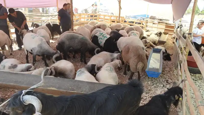 Kurban Bayramı'nda Hayvan Pazarları Ziyaretçi Akınına Uğradı