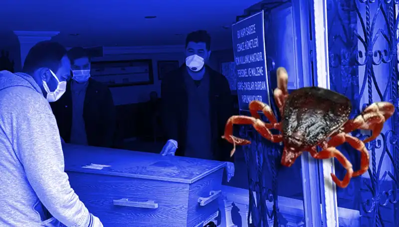 İstanbul'daki Keneler Zararsız: Gerçekler ve Yanılgılar