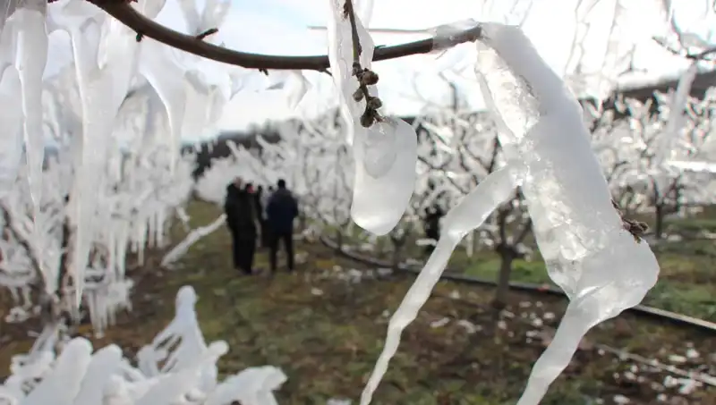 Soğuk Hava Ağaçları Dondurdu, Tomurcuklar Bahar Güzelliğiyle Tepkisini Verdi
