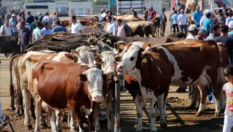 2025 Kurbanlık Fiyatları Belli Oldu: Şehir Şehir Canlı Kilo Rakamları