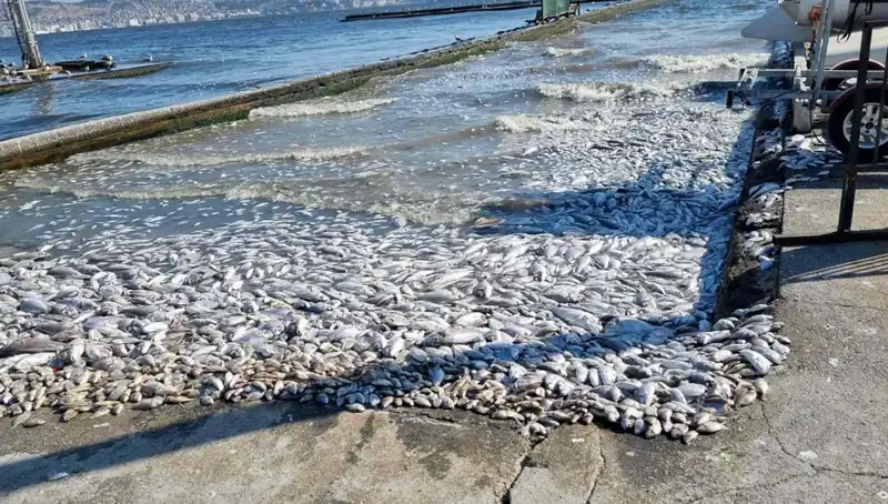 İzmir Körfezi İçin Sevinci Artıran Gelişmeler
