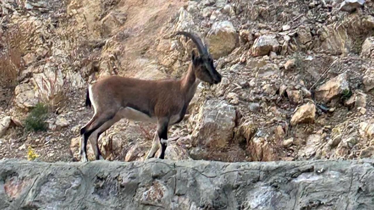 Yaban Keçisi Avlayana Rekor Ceza!