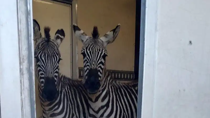 Sınırda Yakalanan Minibüste Hayvan Seferberliği: Zebra, Maymun, Antilop ve Kuğular!