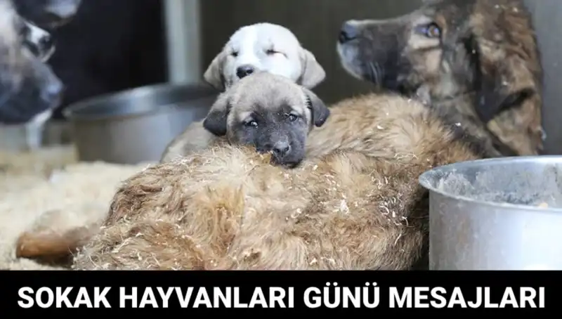 4 Ekim Dünya Sokak Hayvanları Günü: Hayvan Dostlarımız İçin Farkındalık Zamanı