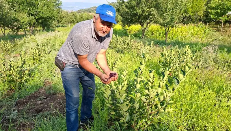 3 Yıl Önce Ekti, Şimdi 200 Lira Kilosuyla İlk Meyvelerini Topladı!
