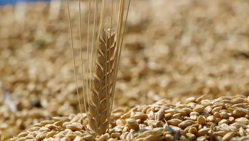 TMO 2025’te Buğday Satış Fiyatları Açıklandı: Arpa ve Yulafda Son Durum Ne?
