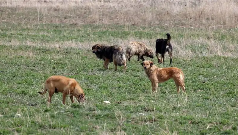 Ankara'da Sahipsiz Köpeklere Cezai Yaptırım: Barınaklardan Bırakma 71 Bin Lira!