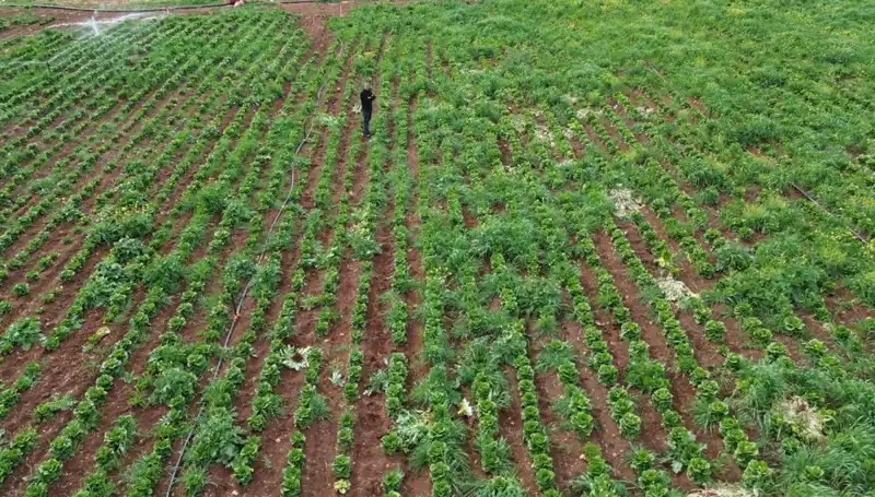 Marul Hasadı Kuraklıkla Yüzleşiyor: Tarımda Zorluklar Artıyor