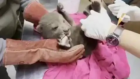Karabük’te Yavru Bozayı Bulundu: Doğanın Eşsiz Misafiri