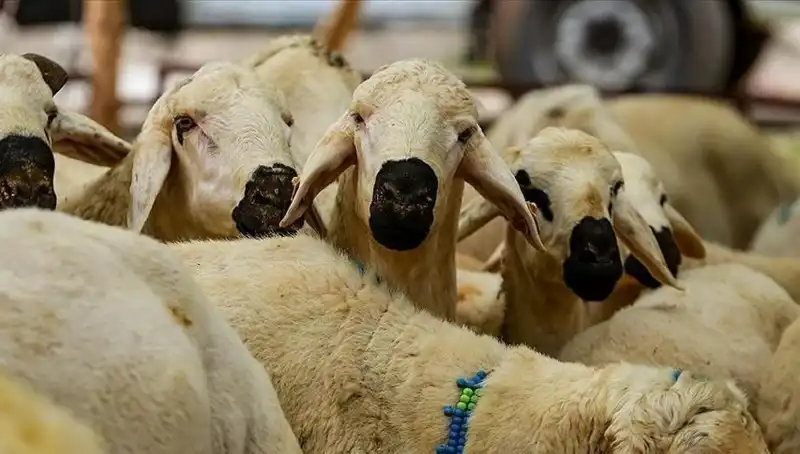2025 Kurban Bayramı’nda Kesim: Farz mı, Sadece Bir Gelenek mi?